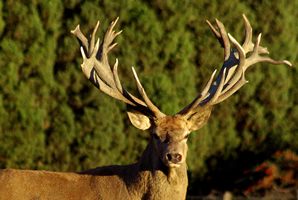 Cerf