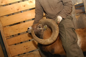 Mouflon